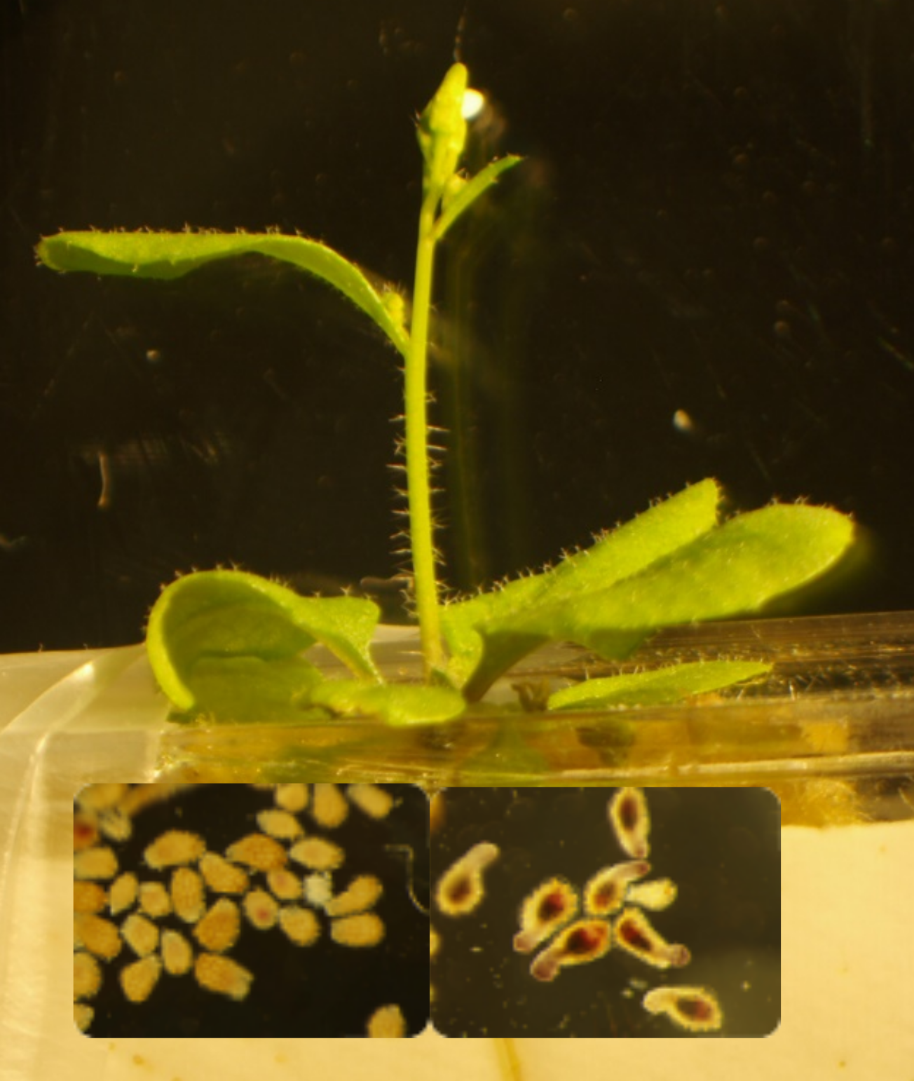 Arabidopsis-graines-P_ramosa